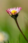 Marguerite