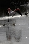 Flamand rose