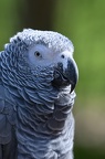 Gris du Gabon