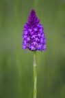 Orchidée Orchis Pyramidal