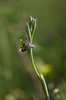 Orchidée Ophrys abeille