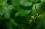 Grande sauterelle verte