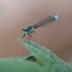 Libellule Agrion 