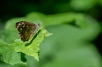 Papillon Tircis