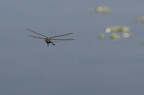 Libellule Anax Parthenope4