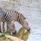 Zèbre Afrique Kenya