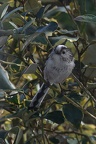 Mésange Longue queue