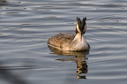 Grèbe Huppé