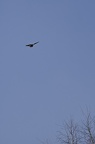 Buse variable