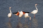 Flamand rose