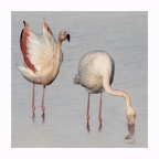 Flamand rose
