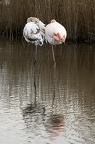 Flamand rose