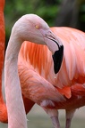 Flamand rose