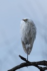Ardea Alba modesta (grande aigrette) 1