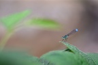 Libellule Agrion 