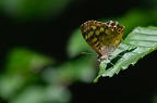 Papillon Tircis