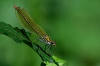 Libellule Demoiselle