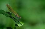Libellule Demoiselle