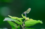 Libellule Demoiselle3