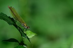 Libellule Demoiselle2