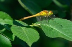 Libellule Sympetrum1