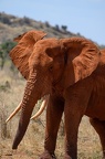 Eléphant Afrique Kenya