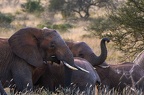 Eléphant Afrique Kenya