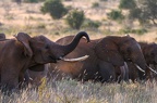 Eléphant Afrique Kenya