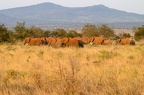 Eléphant Afrique Kenya