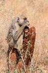 Babouin Afrique Kenya