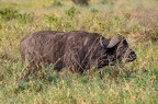 Buffle Afrique Kenya