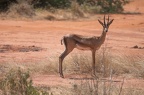 Gazelle Afrique Kenya
