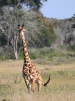 Girafe Afrique Kenya