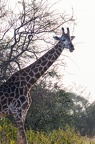 Girafe Afrique Kenya
