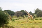 Girafe Afrique Kenya