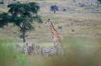 Girafe Afrique Kenya