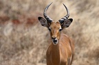 Impala Afrique Kenya