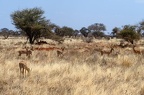 Impala Afrique Kenya