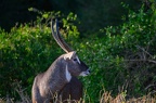 Kobus Afrique Kenya