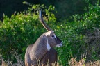 Kobus Afrique Kenya