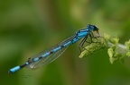 Agrion libellule bleue
