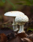 Champignon forêt Chantilly