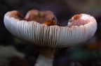 Champignon forêt Chantilly