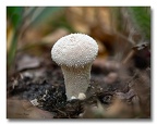 Champignon